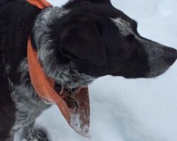 Huck enjoying his first day of snowcation