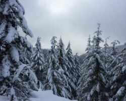 Fresh powder north of Carson, WA