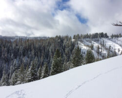 Back-country near Bluewood