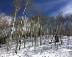 Tree-skiing the La Sal mountains
