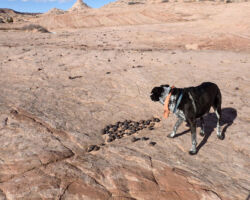 Moqui balls